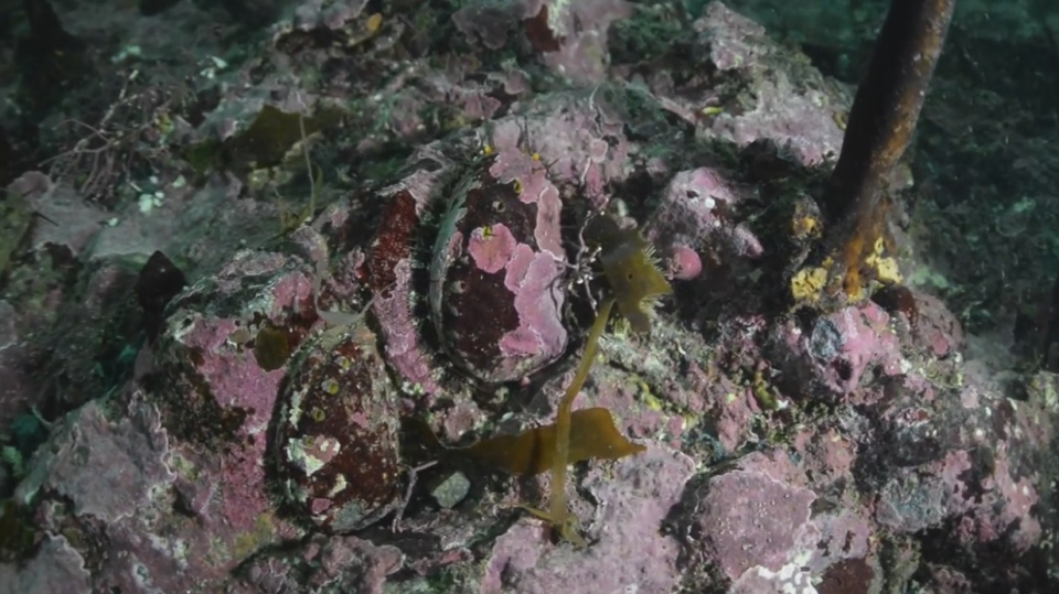 Endangered abalone cropped
