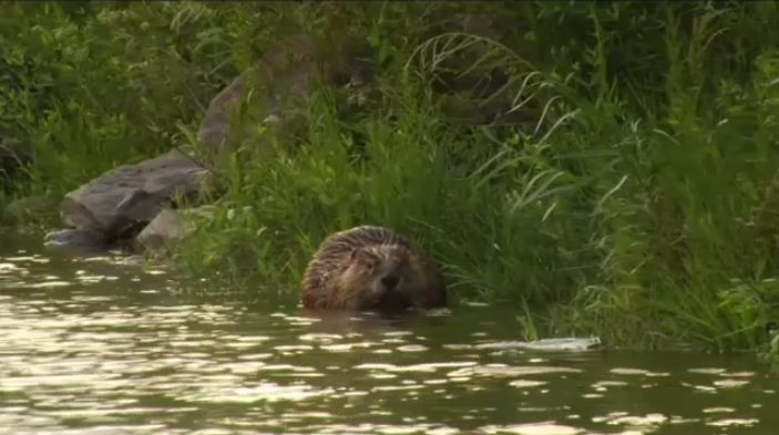 A beaver is seen in this undated file photo.