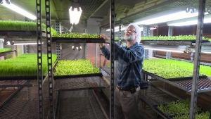 Take a look inside Four Season Greens, a Port Sydney, Ont. micro-greens farm, which has become a sprouting success. (Mike Walker/ CTV Barrie)