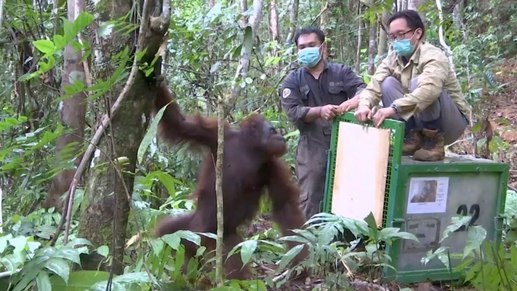 Orangutan released into the wild