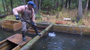 See how trout are being bred at the Kolapore Springs Hatchery in Grey County. (Mike Walker/ CTV Barrie)