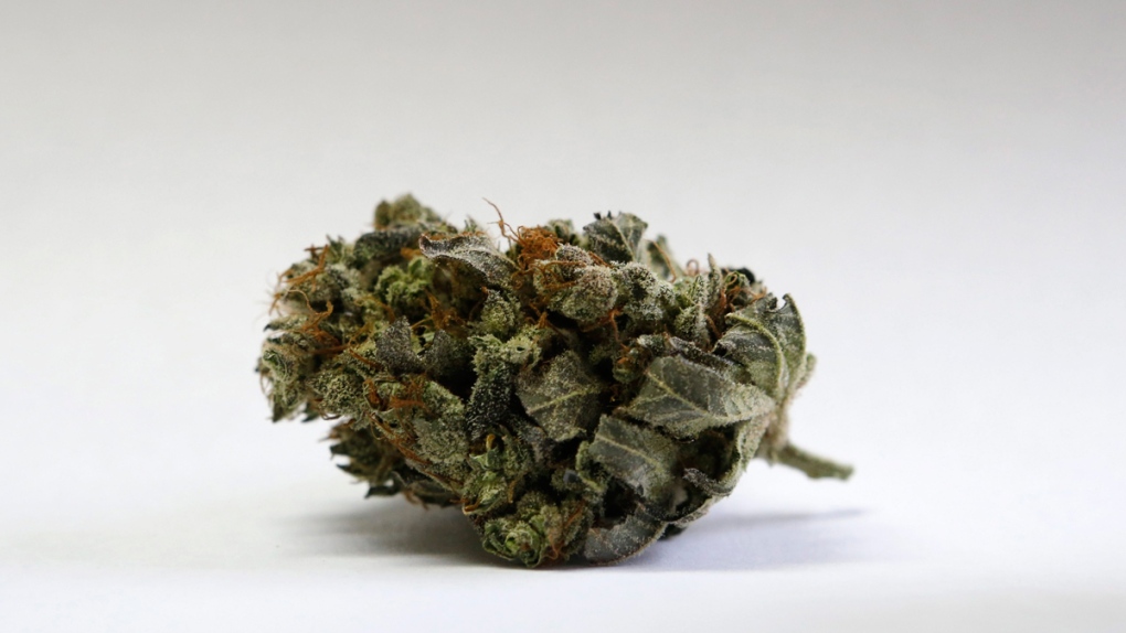 Marijuana bud at a medical marijuana facility