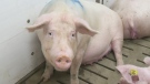 A pig is seen at Crimson Lane Farms. Animal rights group Last Chance for Animals shot undercover video at the farm over a period of three months.