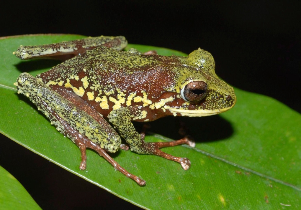 Papua New Guinea frog
