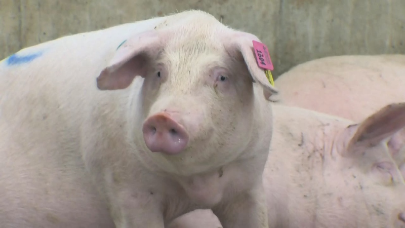 Pigs are seen at a pig farm near Arthur, Ont.