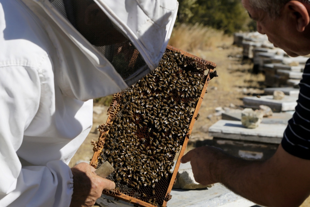 Beekeepers in Cyprus 