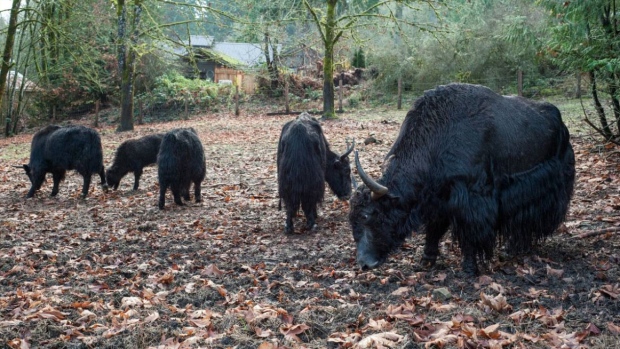 Timothy Duncan's herd of yaks