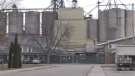 Maple Leaf food processing plant in Thamesford is closing