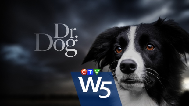 From Europe to Canada, man's best friend is fast becoming man's best fighter in the battle against potentially deadly illnesses.