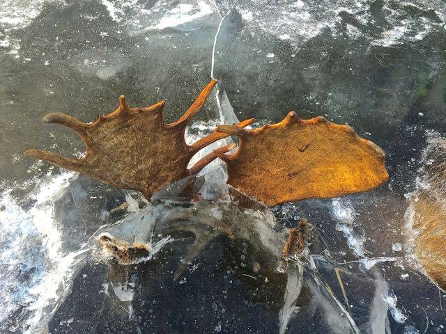frozen moose