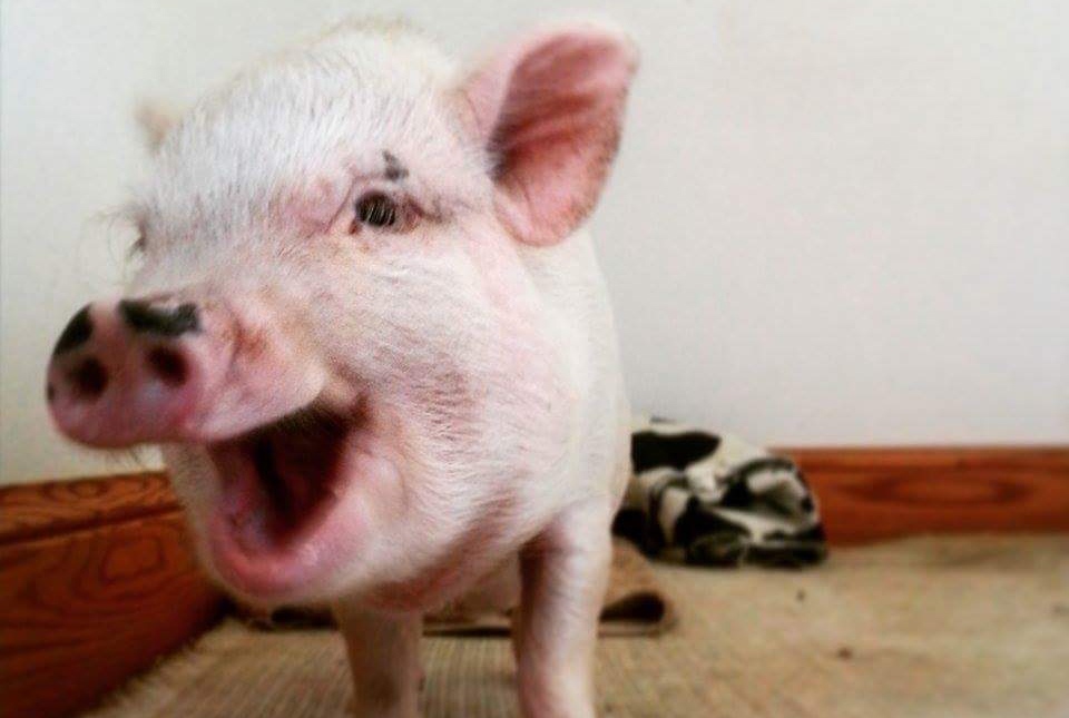 Penelope the pig