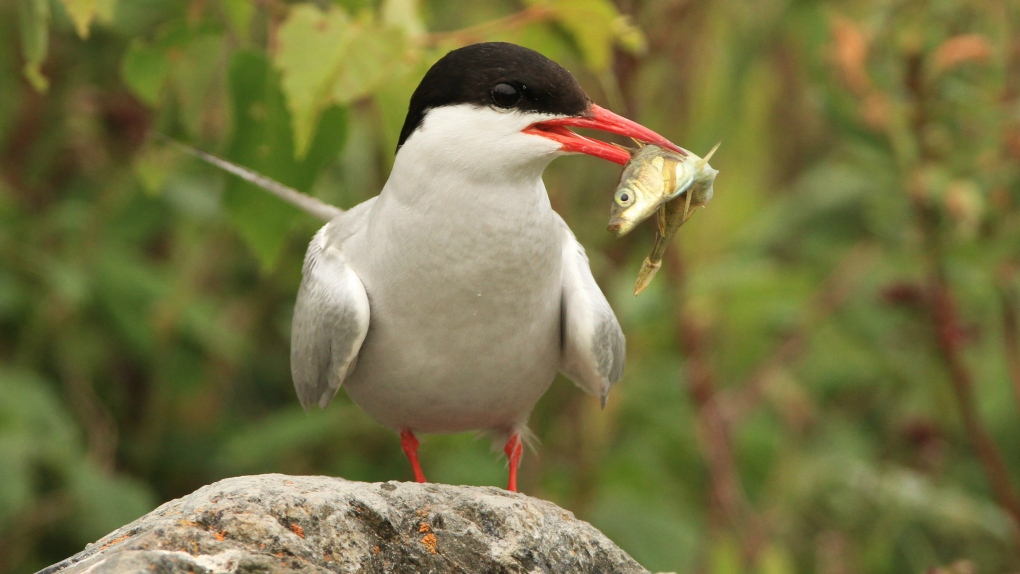 Endangered seabird Arctic tern