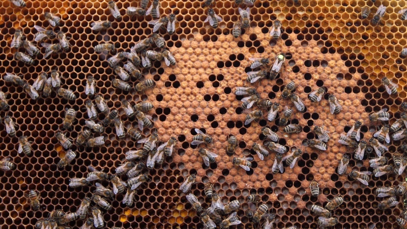 In this photo taken Monday, April 15, 2013, honey bees and the queen (with yellow dot) sit on a honeycomb in Wezembeek-Oppem near Brussels. (Yves Logghe/AP Photo)