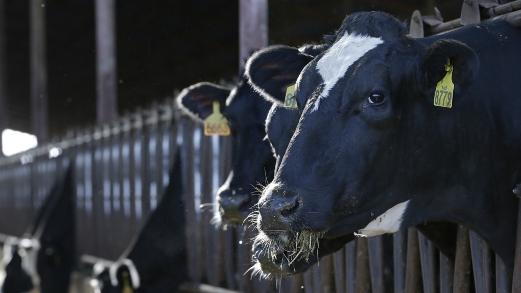 California targeting dairy cows
