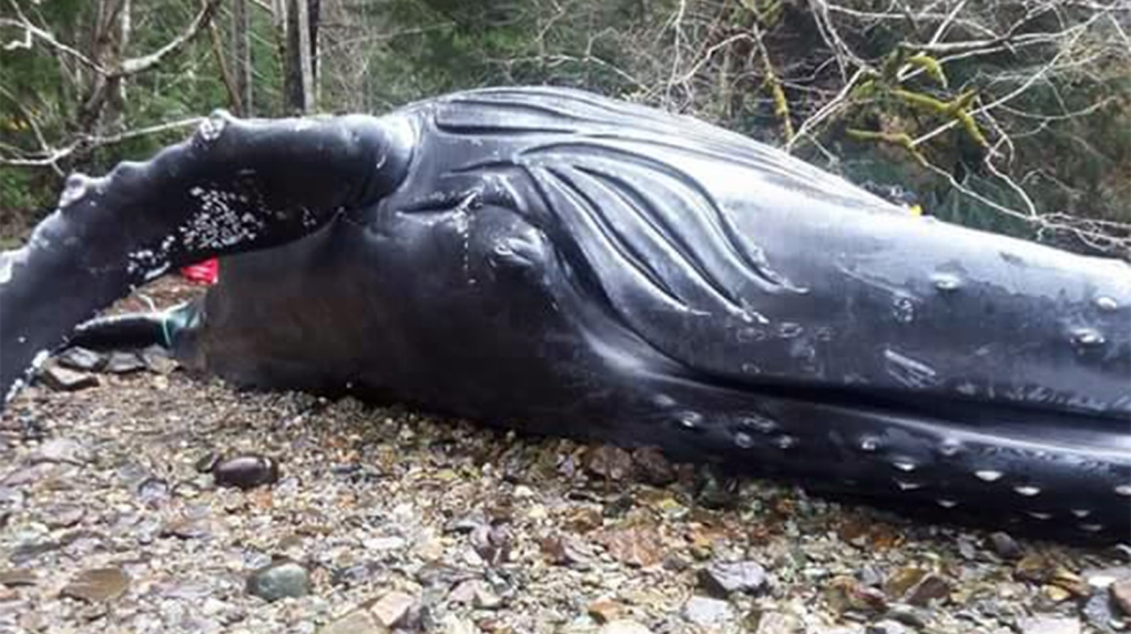 dead humpback whale b.c.