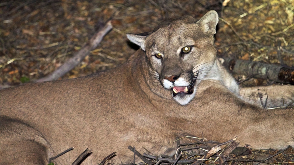 The mountain lion known as P-45