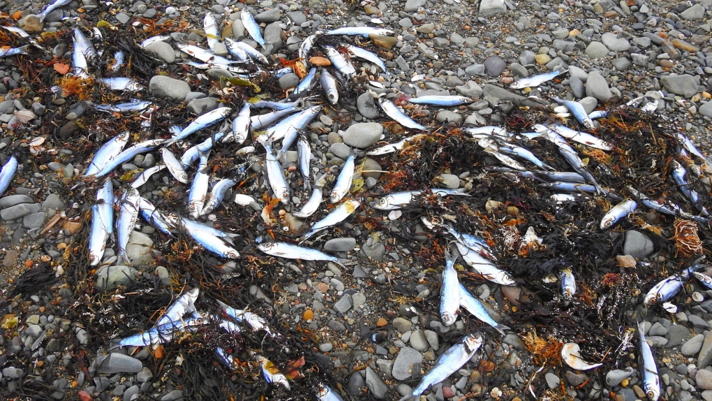 dead herring