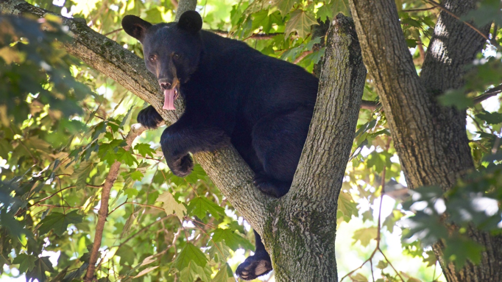 Bear sits in a tree in Paramus, N.J. 