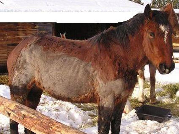 Belle, a three-year-old mare, was rescued along with another horse on Dec. 23 from a mountain near McBride, B.C., after being abandoned for several months. (BC SPCA)