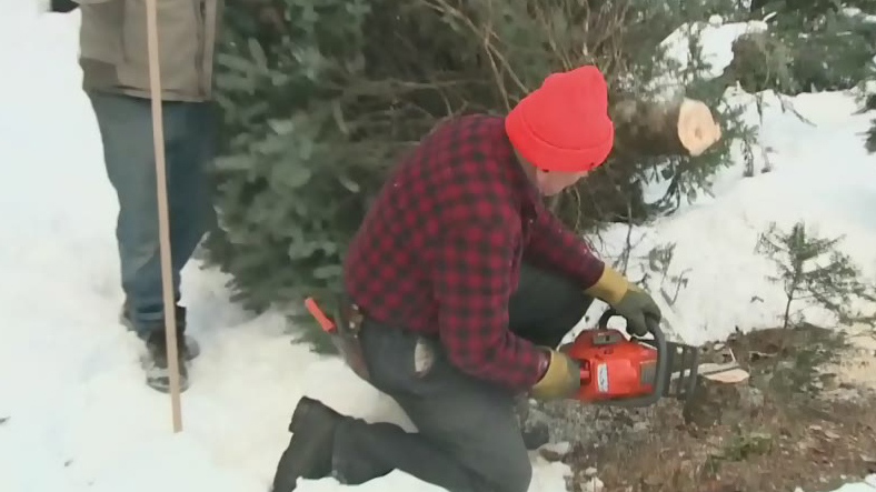 CTV Atlantic: Scientist working to maintain trees 