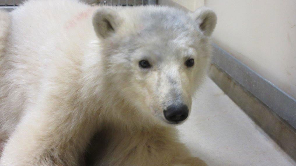 Orphan polar bear Assiniboine Park Conservancy