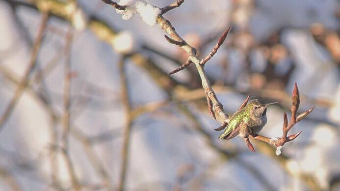 Hummingbird snow
