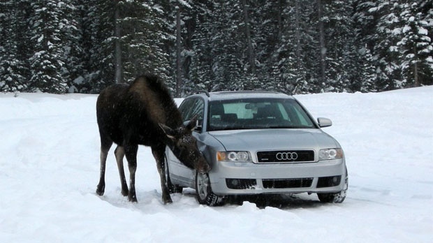 Moose licking vehicle