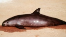 FILE - In this undated file photo released by Proyecto Vaquita, a porpoise lies dead on a beach at the Gulf of California. An environmental panel says in a report released Friday August 1, 2014, that fewer than 100 of Mexico’s vaquita marina porpoises are left and they are in imminent danger of extinction. (AP Photo/Proyecto Vaquita, O.Vidal)
