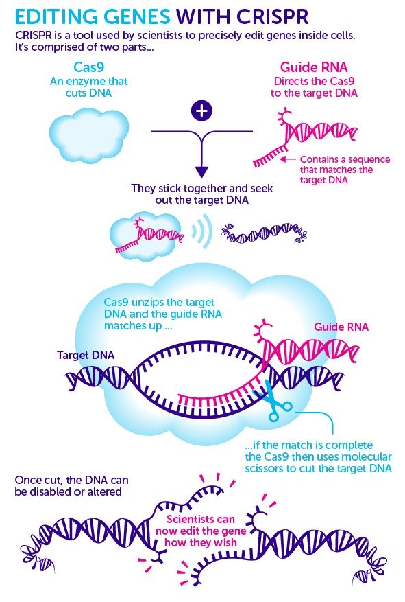 CRISPR infogram