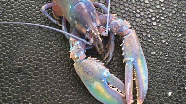 Rainbow Lobstrt