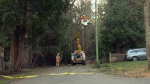 Crews work to restore power after a tree toppled onto a power line on Vancouver Island in January 2016. (CTV Vancouver Island)