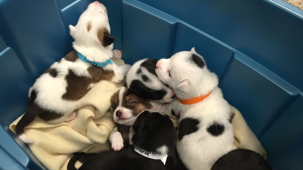Puppies found in cardboard box