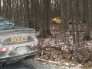 OPP are investigating in Kingsville after a motorist left the roadway and ended up in a wooded area off South Talbot Road on Saturday, Jan. 7, 2017. (Alana Hadadean / CTV Windsor)