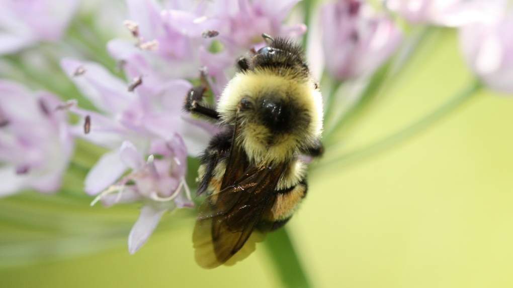 A rusty patched bumblebee