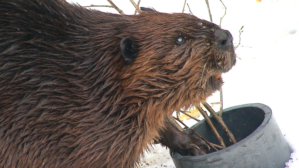 CTV National News: Decoding the beaver's genome
