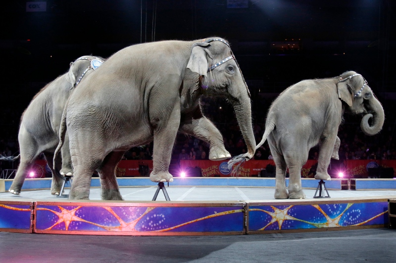 Asian elephants perform for the final time in the Ringling Bros. and Barnum & Bailey Circus in Providence, R.I. on May 1, 2016. (AP / Bill Sikes)