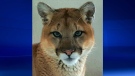 A homeowner in Heritage Pointe got a close-up encounter with a cougar on Saturday. (Courtesy: Dan Tomie)