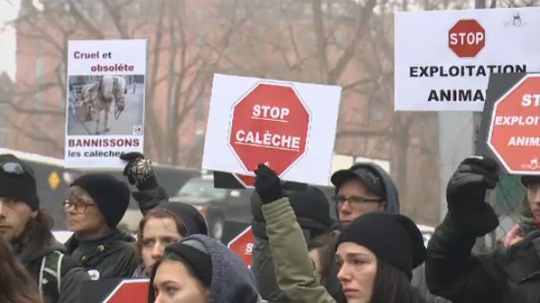 Caleche protest