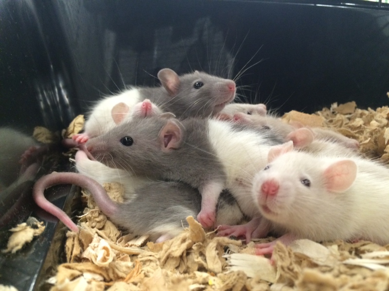 The Ontario SPCA has teamed up with PetSmart for an adopt-a-thon for close to six hundred rescued domestic rats. (CTV Barrie Roger Klein)
