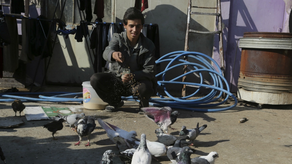 Pigeons return to Mosul
