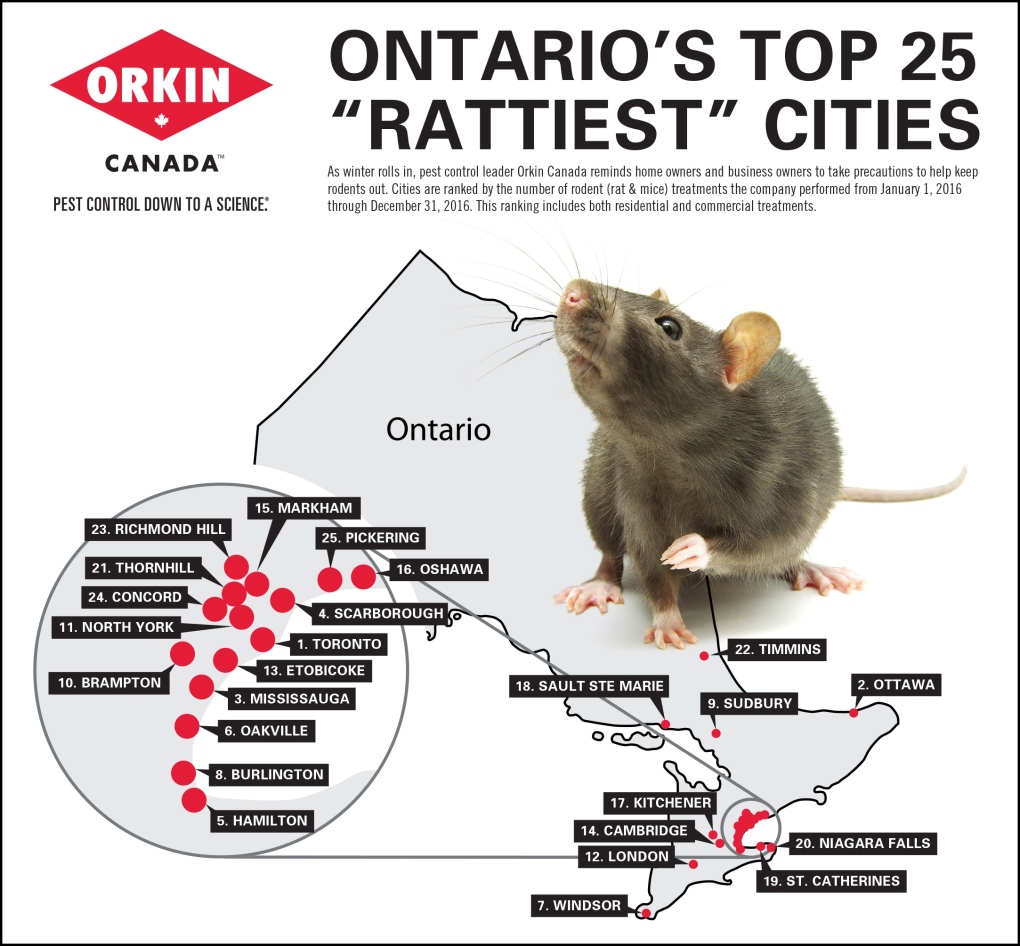 Orkin rat graphic