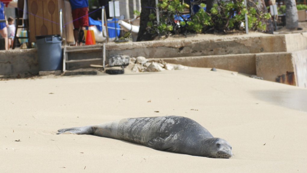 Hawaiian monk seal numbers grow