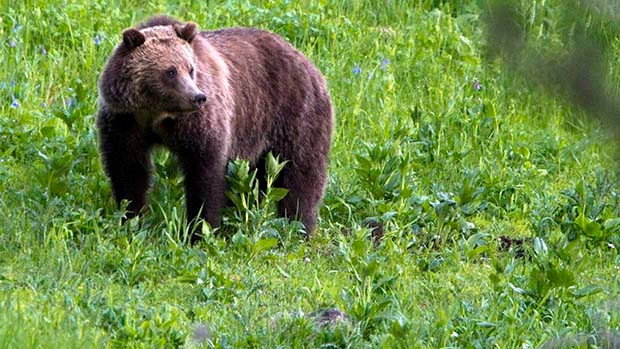 Grizzly bear that attacked Campbell River man won't be killed, officials say - CTV Vancouver Island