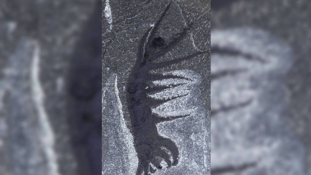 Ovatiovermis cribratus fossil