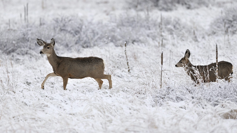 Leeds County OPP say they have responded to 12 collisions involving deer this year.