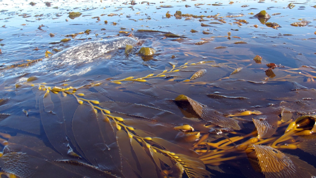 Kelp floating