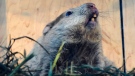 Wiarton Willie looks skyward in order to give us his prognostication on Monday morning, Feb. 2, 2015. Willie did not see his shadow, which according to groundhog folklore means we can expect an early spring. THE CANADIAN PRESS/Frank Gunn