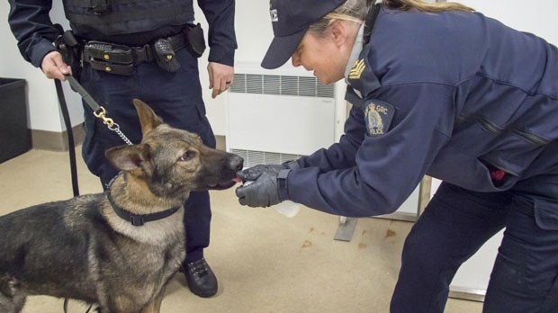 RCMP Dogs
