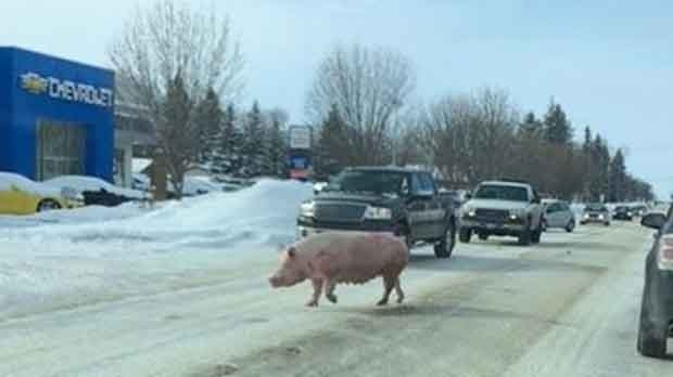 Pig disturbs Altona traffic