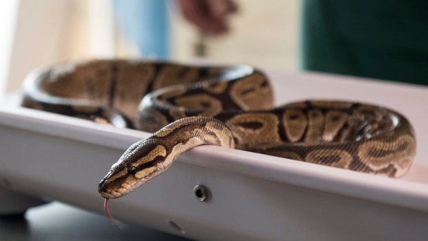 Search on for missing python at University of Guelph - CTV News